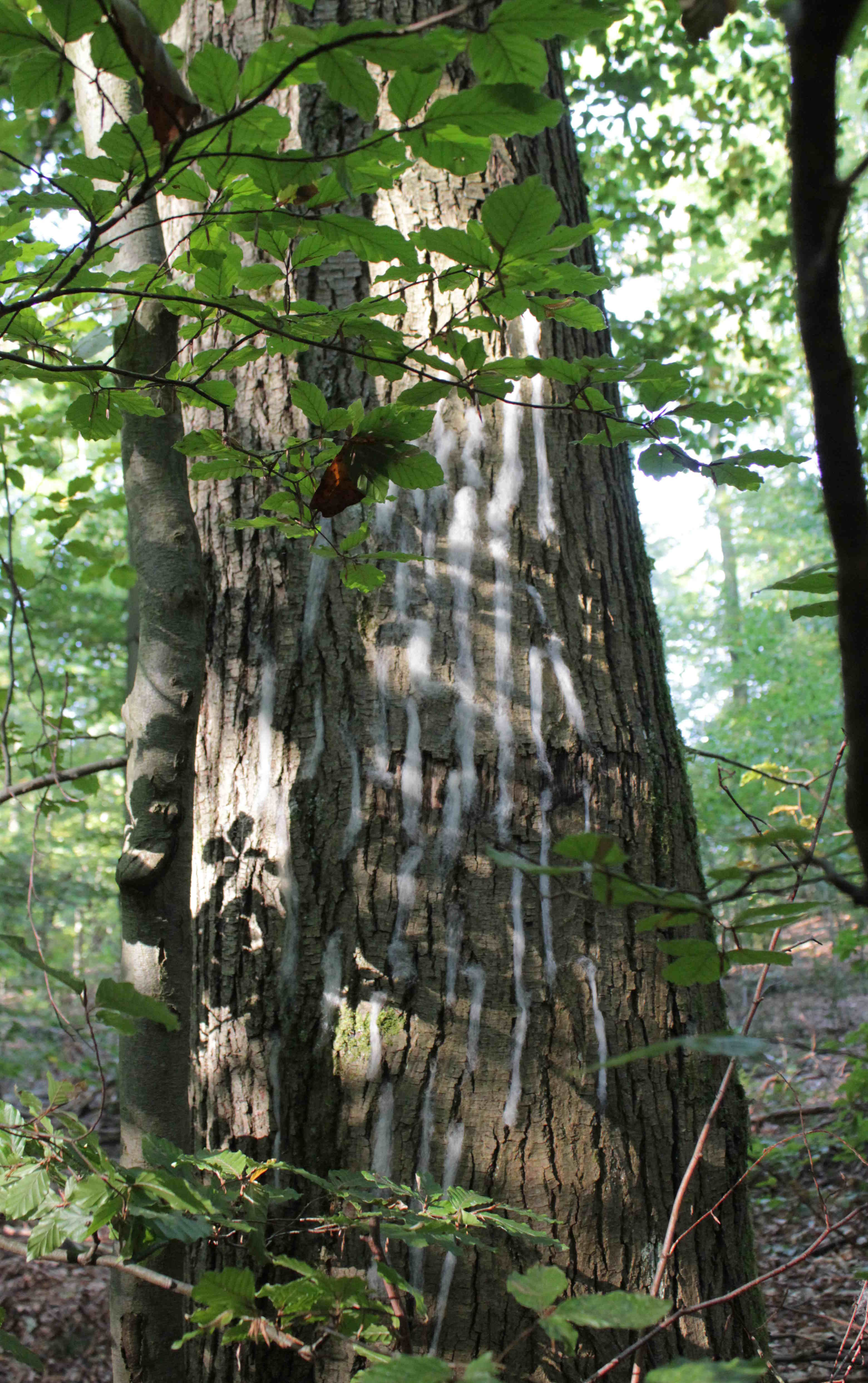 Spuren am Baum Spuren am Baum